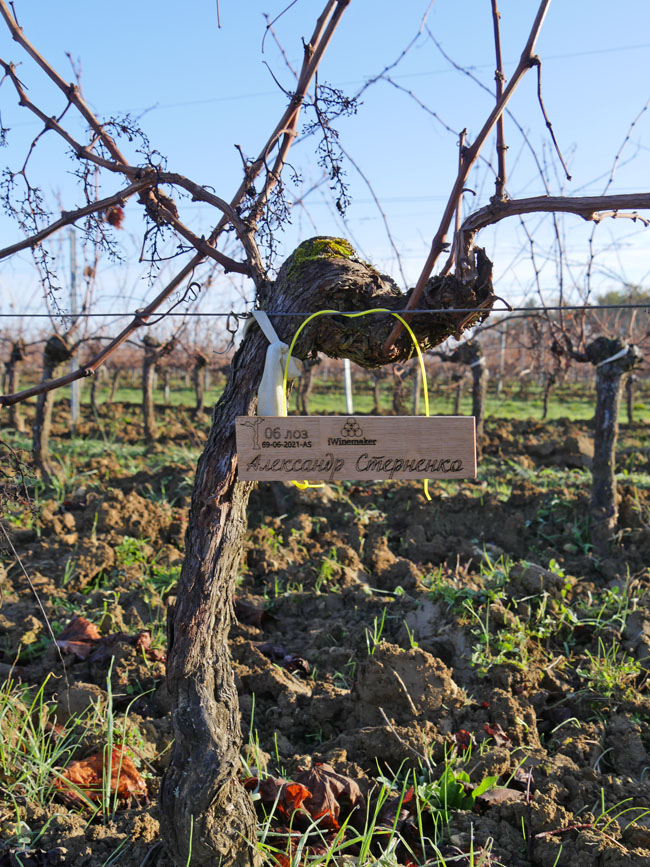 Виноградник на урожай